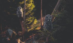Preview wallpaper great grey owl, owl, predator, bird, forest