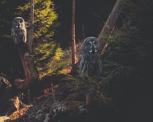 Preview wallpaper great grey owl, owl, predator, bird, forest