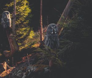 Preview wallpaper great grey owl, owl, predator, bird, forest