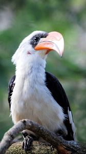 Preview wallpaper great hornbill, bird, beak