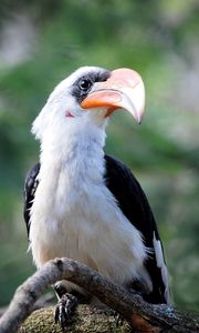 Preview wallpaper great hornbill, bird, beak