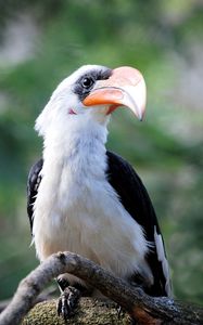 Preview wallpaper great hornbill, bird, beak