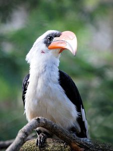 Preview wallpaper great hornbill, bird, beak