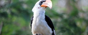 Preview wallpaper great hornbill, bird, beak