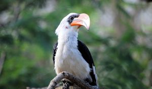 Preview wallpaper great hornbill, bird, beak