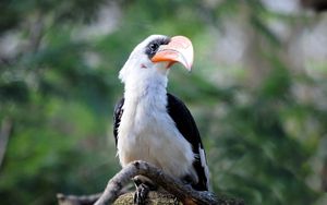 Preview wallpaper great hornbill, bird, beak