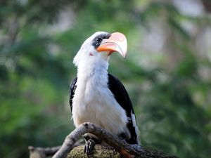 Preview wallpaper great hornbill, bird, beak