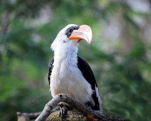 Preview wallpaper great hornbill, bird, beak