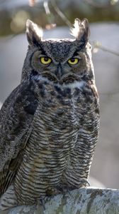 Preview wallpaper great horned owl, bird, wildlife