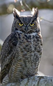 Preview wallpaper great horned owl, bird, wildlife