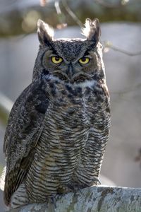 Preview wallpaper great horned owl, bird, wildlife