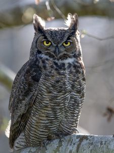 Preview wallpaper great horned owl, bird, wildlife