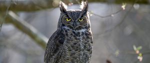 Preview wallpaper great horned owl, bird, wildlife