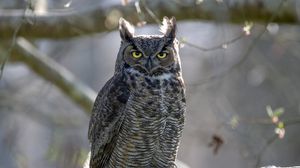 Preview wallpaper great horned owl, bird, wildlife