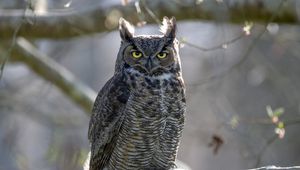 Preview wallpaper great horned owl, bird, wildlife