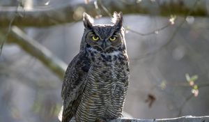 Preview wallpaper great horned owl, bird, wildlife