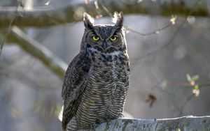 Preview wallpaper great horned owl, bird, wildlife