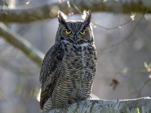 Preview wallpaper great horned owl, bird, wildlife