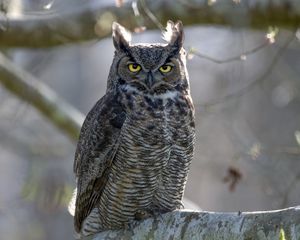 Preview wallpaper great horned owl, bird, wildlife