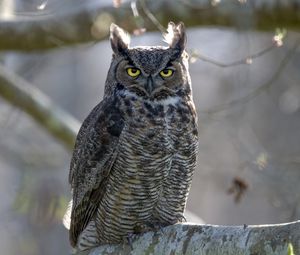 Preview wallpaper great horned owl, bird, wildlife