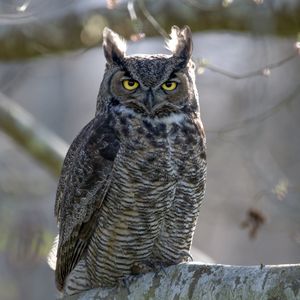 Preview wallpaper great horned owl, bird, wildlife