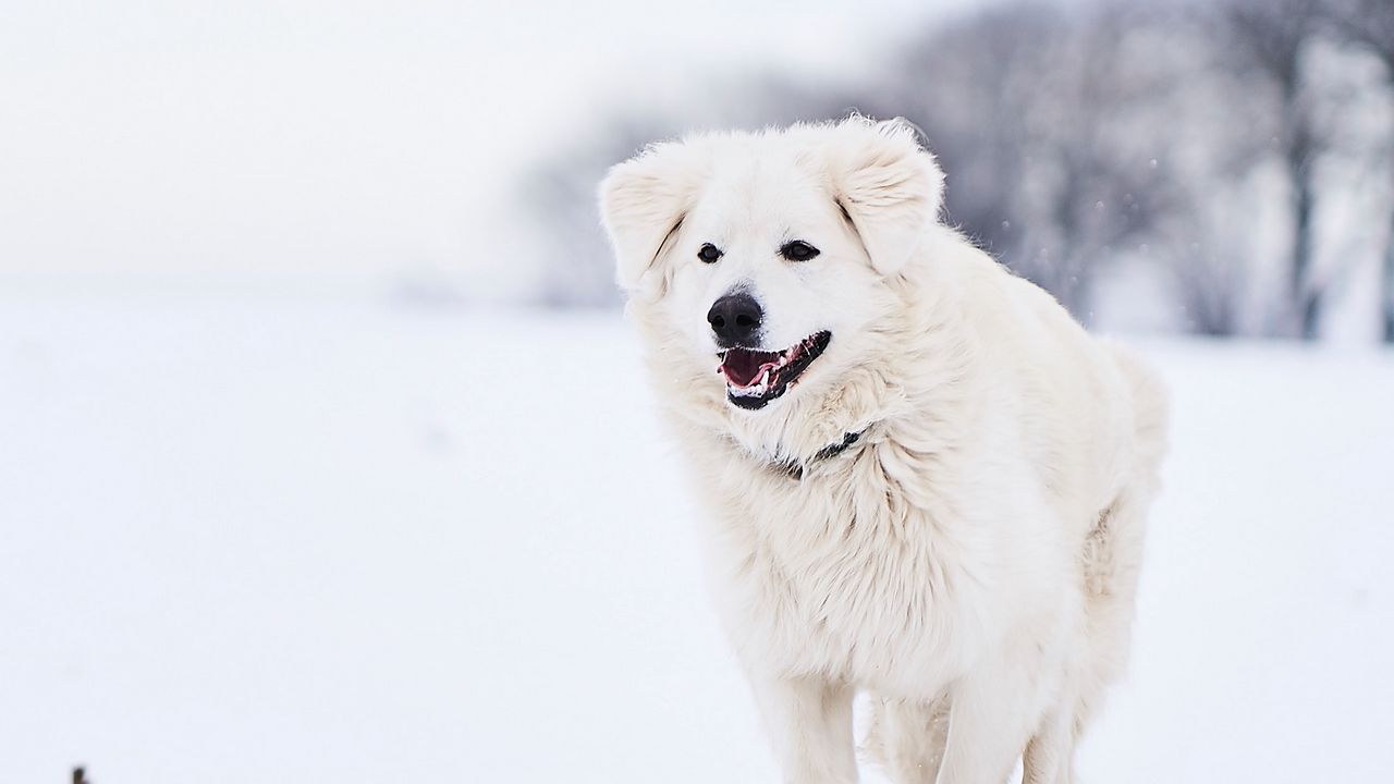 Wallpaper great pyrenees, pyrenean mountain dog, dog, white, snow, running