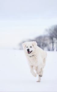 Preview wallpaper great pyrenees, pyrenean mountain dog, dog, white, snow, running