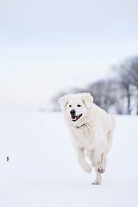 Preview wallpaper great pyrenees, pyrenean mountain dog, dog, white, snow, running