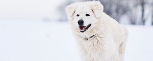 Preview wallpaper great pyrenees, pyrenean mountain dog, dog, white, snow, running