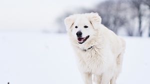 Preview wallpaper great pyrenees, pyrenean mountain dog, dog, white, snow, running