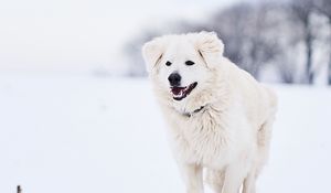 Preview wallpaper great pyrenees, pyrenean mountain dog, dog, white, snow, running