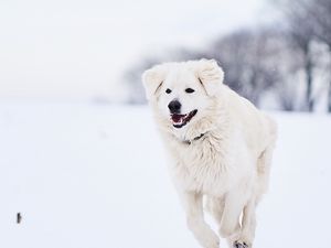 Preview wallpaper great pyrenees, pyrenean mountain dog, dog, white, snow, running