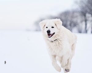 Preview wallpaper great pyrenees, pyrenean mountain dog, dog, white, snow, running