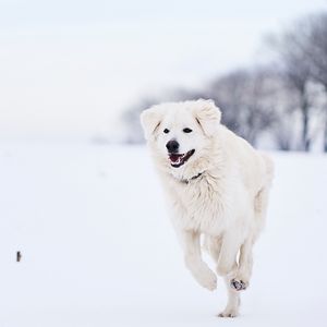 Preview wallpaper great pyrenees, pyrenean mountain dog, dog, white, snow, running