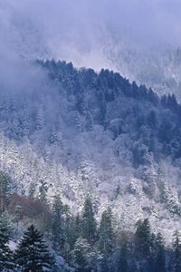 Preview wallpaper great smoky mountains, tennessee, mountains, trees, coniferous, winter, snow, height