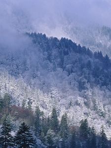 Preview wallpaper great smoky mountains, tennessee, mountains, trees, coniferous, winter, snow, height