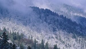 Preview wallpaper great smoky mountains, tennessee, mountains, trees, coniferous, winter, snow, height