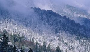 Preview wallpaper great smoky mountains, tennessee, mountains, trees, coniferous, winter, snow, height