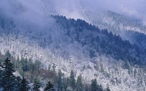 Preview wallpaper great smoky mountains, tennessee, mountains, trees, coniferous, winter, snow, height