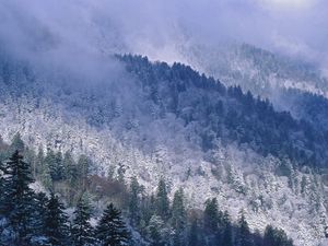 Preview wallpaper great smoky mountains, tennessee, mountains, trees, coniferous, winter, snow, height