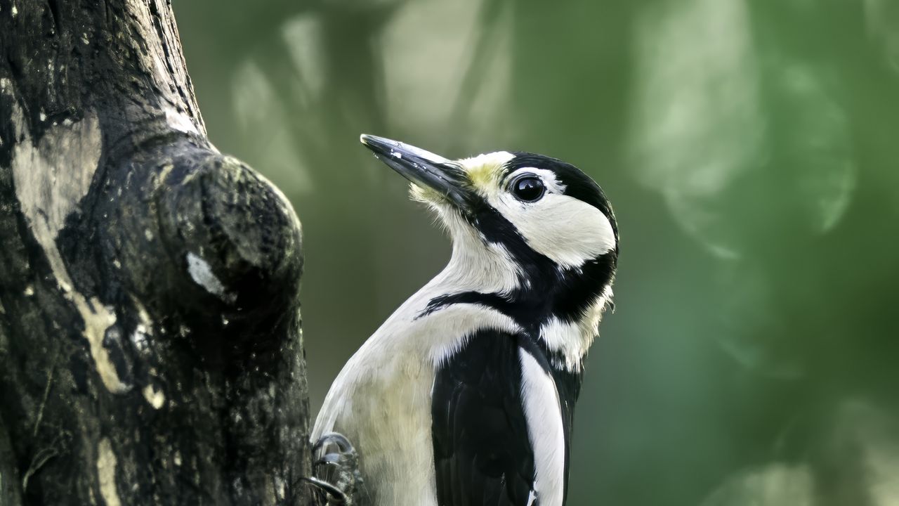 Wallpaper great spotted woodpecker, woodpecker, bird, tree, wildlife