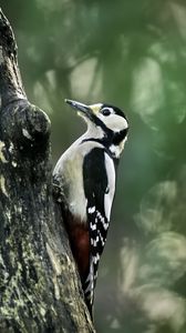 Preview wallpaper great spotted woodpecker, woodpecker, bird, tree, wildlife