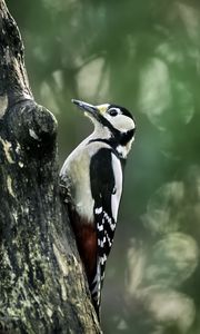 Preview wallpaper great spotted woodpecker, woodpecker, bird, tree, wildlife