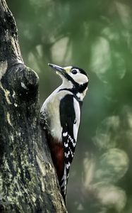 Preview wallpaper great spotted woodpecker, woodpecker, bird, tree, wildlife