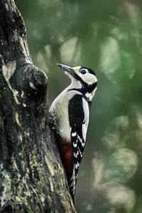 Preview wallpaper great spotted woodpecker, woodpecker, bird, tree, wildlife