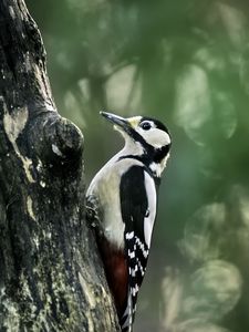 Preview wallpaper great spotted woodpecker, woodpecker, bird, tree, wildlife