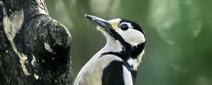 Preview wallpaper great spotted woodpecker, woodpecker, bird, tree, wildlife