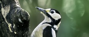 Preview wallpaper great spotted woodpecker, woodpecker, bird, tree, wildlife