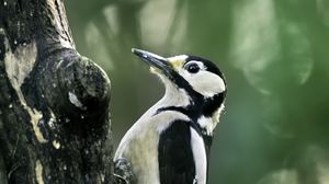 Preview wallpaper great spotted woodpecker, woodpecker, bird, tree, wildlife