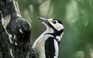 Preview wallpaper great spotted woodpecker, woodpecker, bird, tree, wildlife